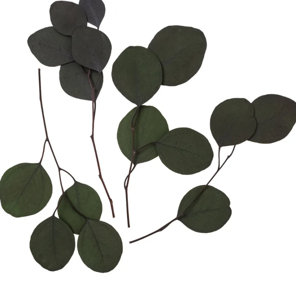 Eukaliptus Populus - DpCraft - zielony, 20 cm, 4 szt.