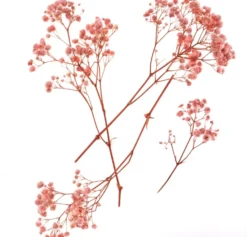 Gałązki gipsówki - DpCraft - light pink 15-20 cm 4 szt.