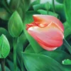 Kredka ołówkowa Polycolor - Koh-I-Noor - 170, Pyrrole Red