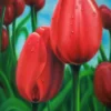 Kredka ołówkowa Polycolor - Koh-I-Noor - 23, Spring Green