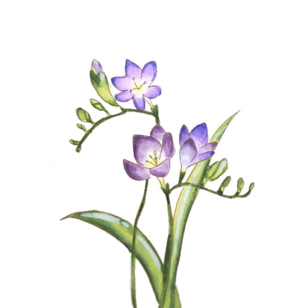 Zestaw akwarelowy Watercolor Flowers, Gradation - Kuretake - 11 szt.